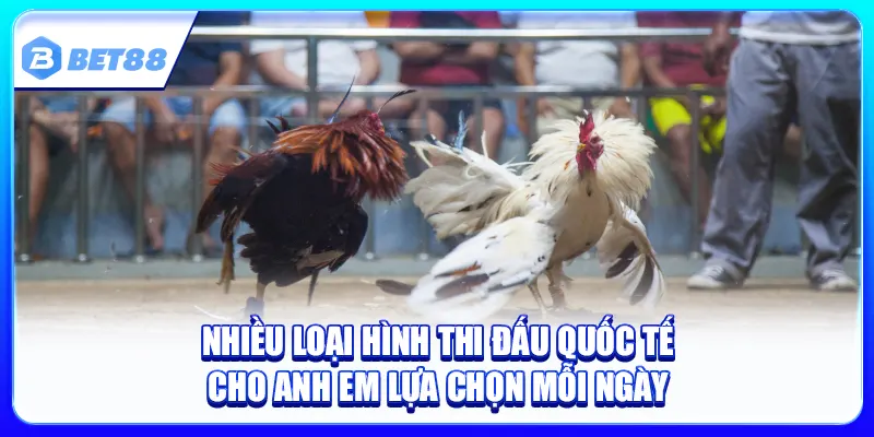 Đá Gà Bet88