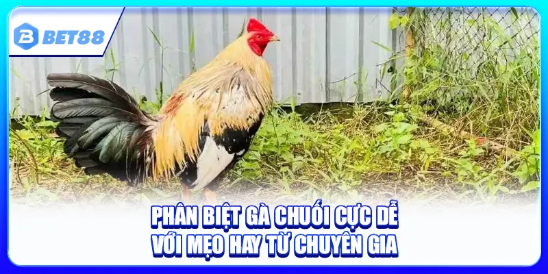 Phân Biệt Gà Chuối