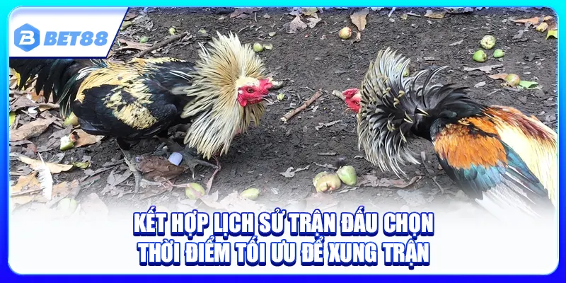 Thời Điểm Xổ Gà Hợp Lý